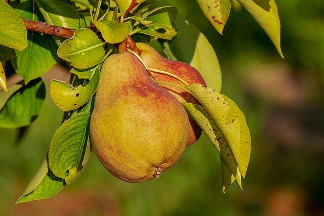 la poire